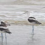 American Avocet