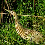 American Bittern