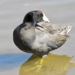 American Coot