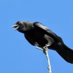 American Crow