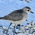 American Golden Plover