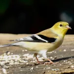 American Goldfinch