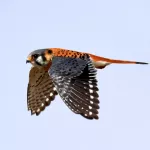 American Kestrel (male)