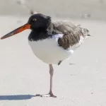 American Oystercatcher