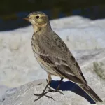 American Pipit