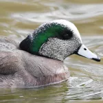 American Wigeon_Erik Johnson