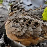 American Wigeon_Erik Johnson