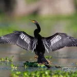 Anhinga (Female) - Rickey Aizen