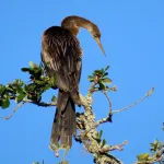 Anhinga (Female) - Rickey Aizen