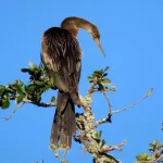 Anhinga (Female) - Rickey Aizen