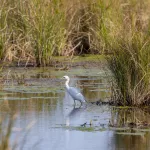 Cypremort Point State Park