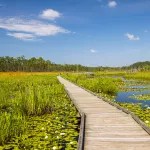 Big Branch Marsh National Wildlife Refuge