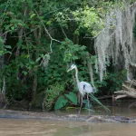 Honey Island Swamp