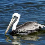 American White Pelican - Photo by Vicki Sensat