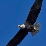 Bald Eagle - Photo by Tom Finnie