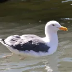 Western Gull - Photo by Joan M. Garvey