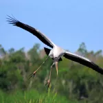Wood Stork - Photo by Vicki Sensat