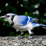 Blue Jay by Van Remsen