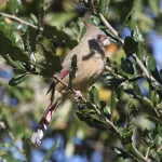 Pyrrhuloxia by Dan O'Malley