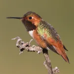 Allen's Hummingbird - Photo by Brian Small