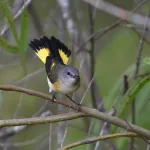 American Redstart - Photo by Erik Johnson