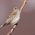 American Tree Sparrow - Photo by Brian Small
