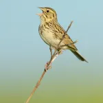 Baird's Sparrow - Photo by Brian Small