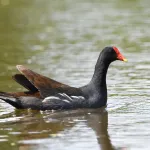 Common Gallinule - Photo by Erik Johnson
