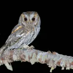 Flammulated Owl - Photo by Brian Small