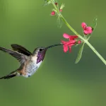 Lucifer Hummingbird - Photo by Brian Small