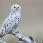 Snowy Owl - Photo by Brian Small