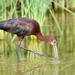 White-faced Ibis - Photo by Erik Johnson