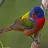 Painted Bunting - Photo by Tom Finnie