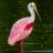 Roseate Spoonbill - Photo by Van Remsen