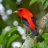 Scarlet Tanager by Vicki Sensat