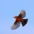 Vermillion Flycatcher (flying) - Photo by Vicki Sensat