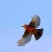 Vermillion Flycatcher (flying) - Photo by Vicki Sensat