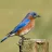 Eastern Bluebird